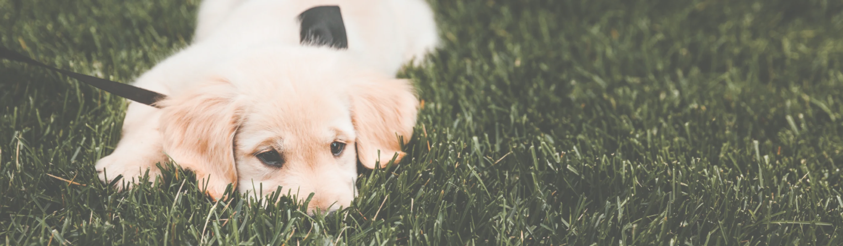 dog laying in grass